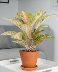 aglaonema