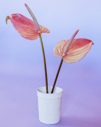 aglaonema