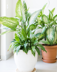 aglaonema