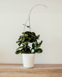 aglaonema