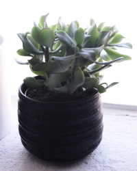 aglaonema