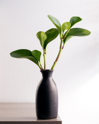 aglaonema