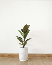 aglaonema