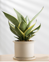 aglaonema