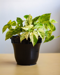 aglaonema