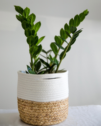 aglaonema